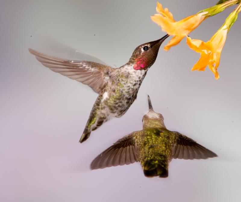 Alpine Hummingbirds-9915 - UNTITLED ©2009 Dan Stevenson